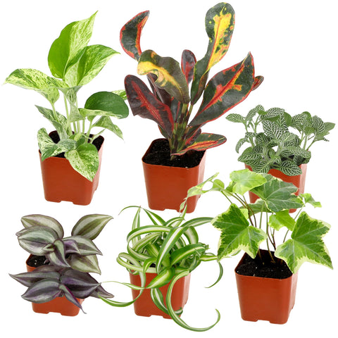 Plants for Pets easy grow houseplants 6pk packaging ready for display.