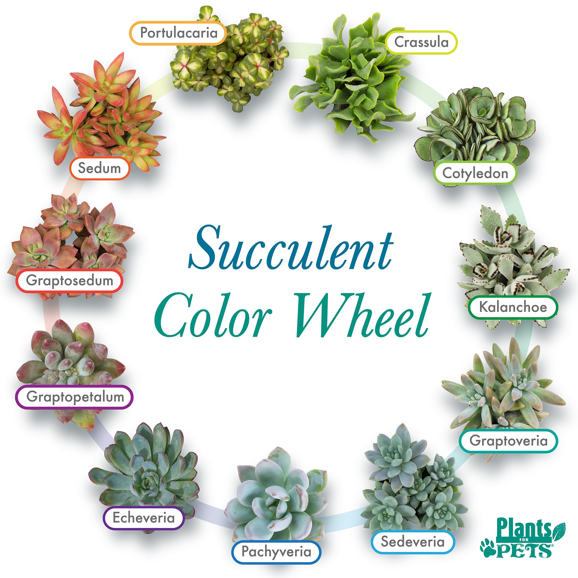 Plants for Pets echeveria succulent brings rosette charm to indoor spaces.