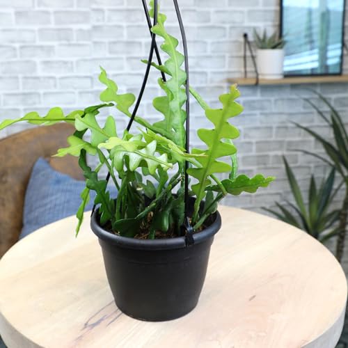 Plants for Pets Epiphyllum foliage in pot, easy-care exotic accent.