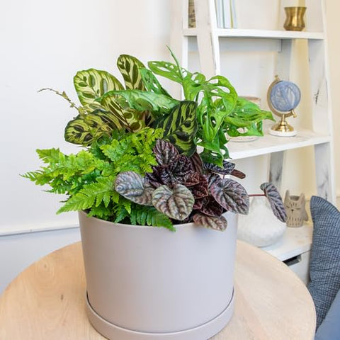 Plants for Pets calathea plant, vibrant foliage elevates living rooms in low light.