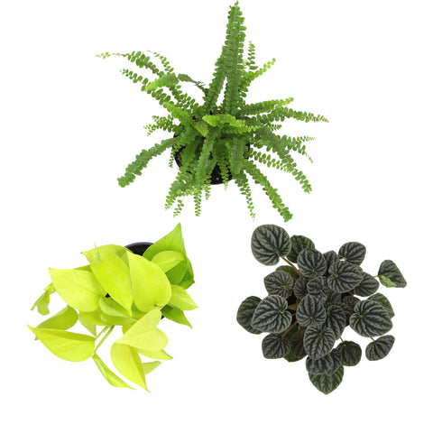 Plants for Pets ficus plant, classic greenery to brighten spaces.
