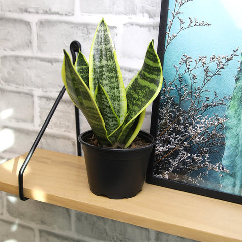 Plants for Pets money tree, symbolic greenery for home or office.