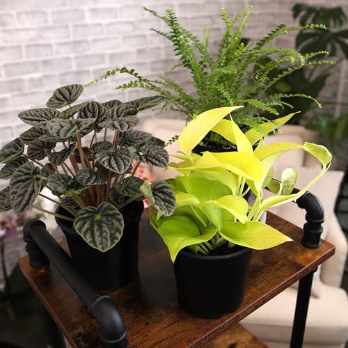 Plants for Pets pothos in pot, lush trailing greenery for bright corners.