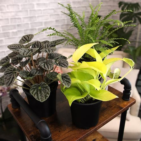 Plants for Pets pothos in pot, lush trailing greenery for bright corners.