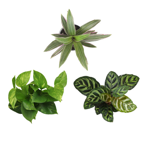 Plants for Pets sansevieria in pot, hardy choice for easy care.