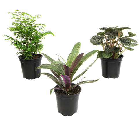 Plants for Pets snake plant in pot, a durable, low-maintenance desk companion.