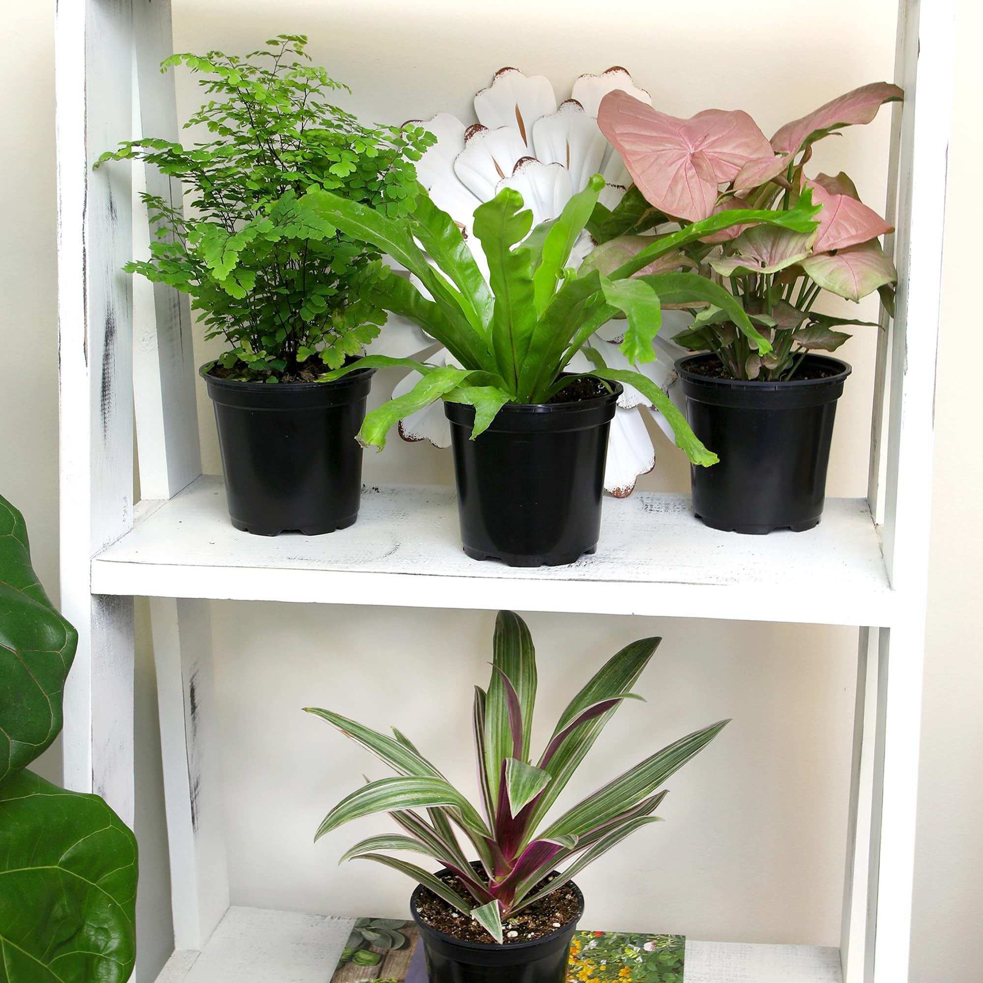 Plants for Pets zz plant in pot, elegant drought-tolerant option.