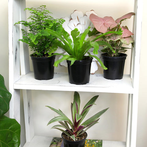 Plants for Pets zz plant in pot, elegant drought-tolerant option.