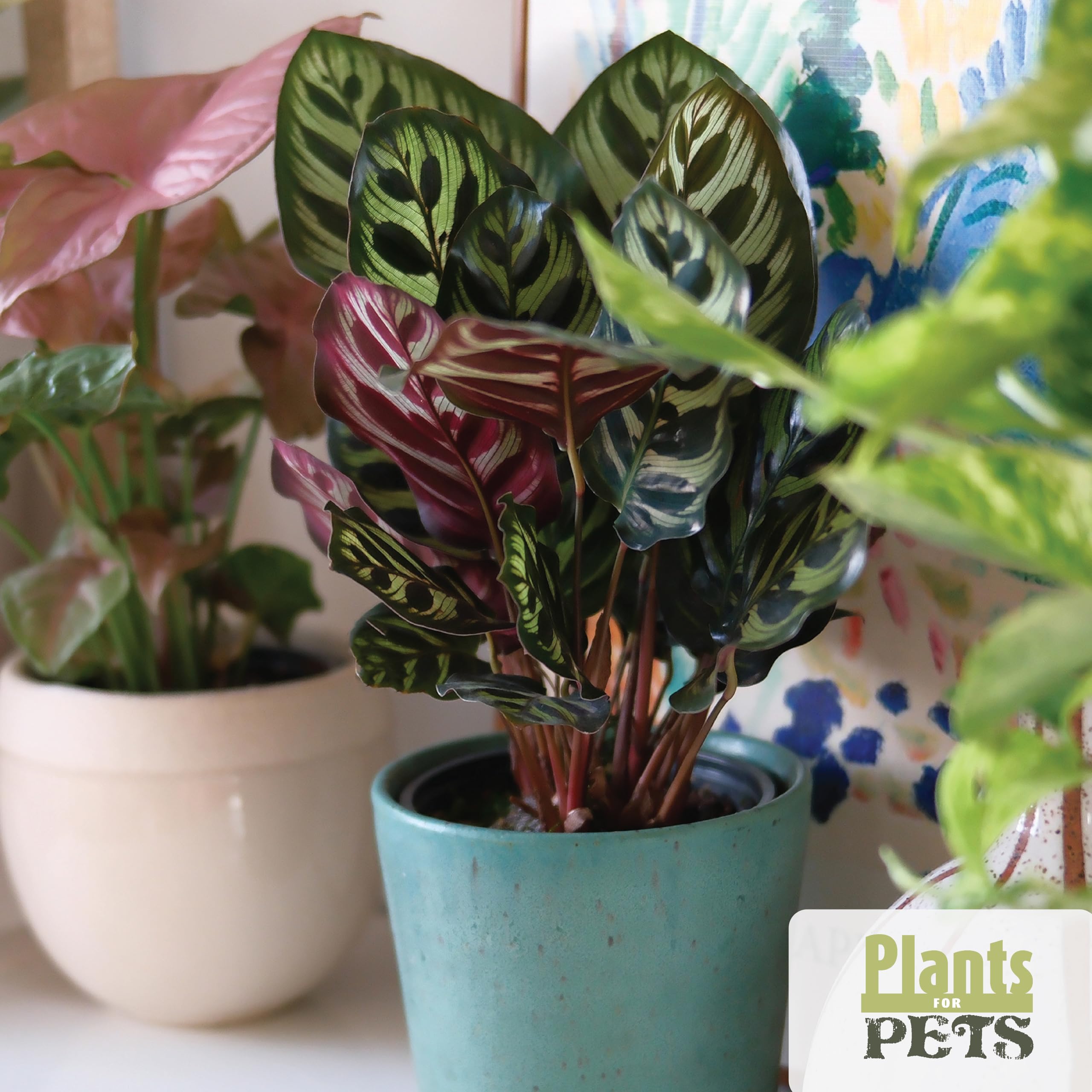 Plants for Pets fern fronds—airy greenery for indirect light spots.