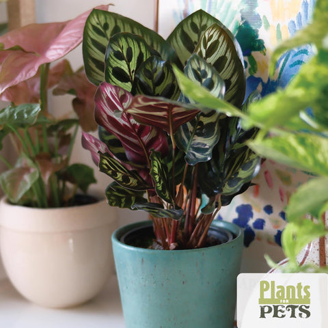 Plants for Pets fern fronds—airy greenery for indirect light spots.