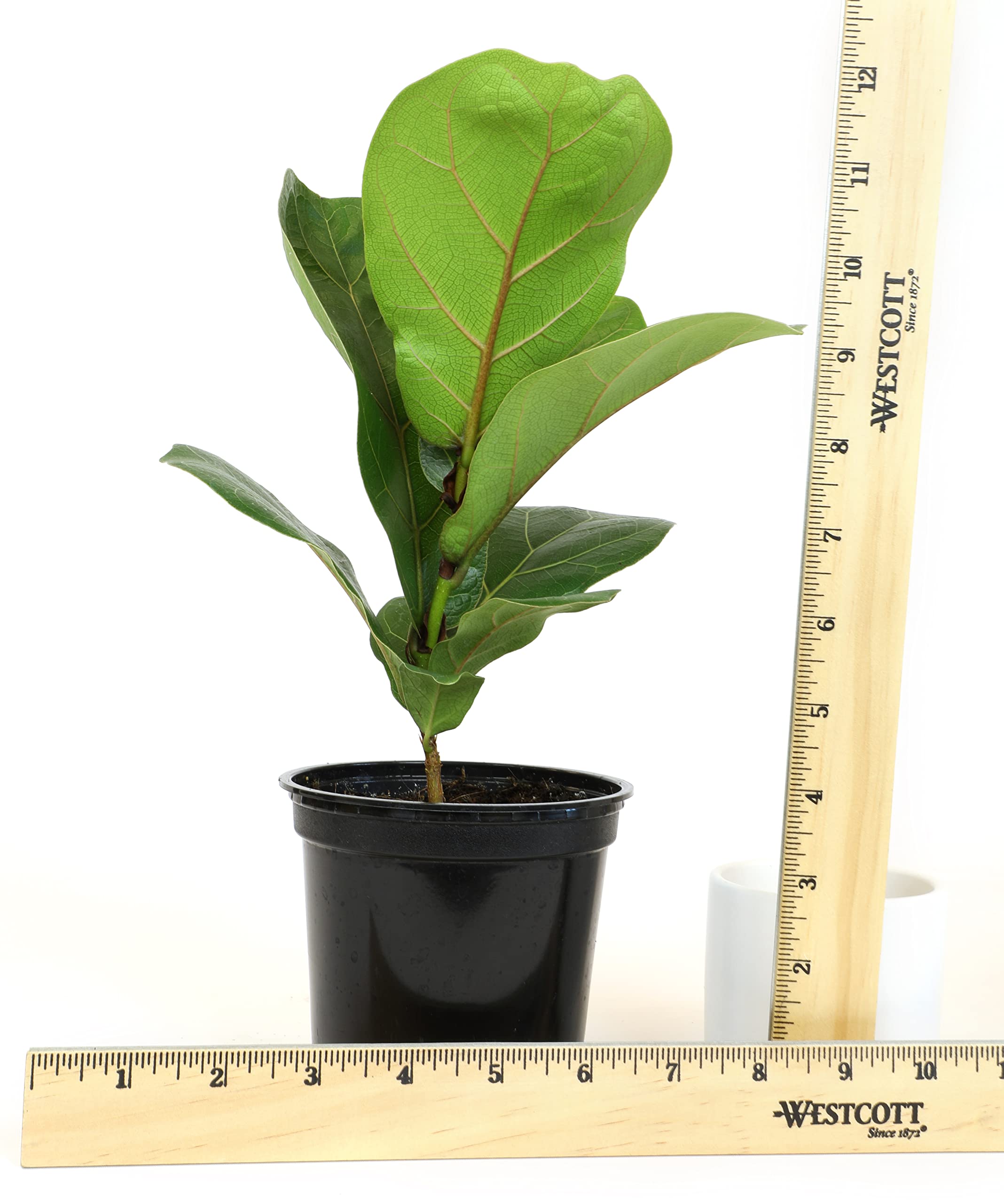 Plants for Pets ficus lyrata foliage closeup showing rich vein texture