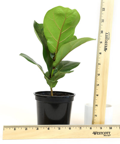 Plants for Pets ficus lyrata foliage closeup showing rich vein texture