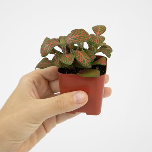 Plants for Pets 2-inch pots fit windowsills and terrariums for displays.