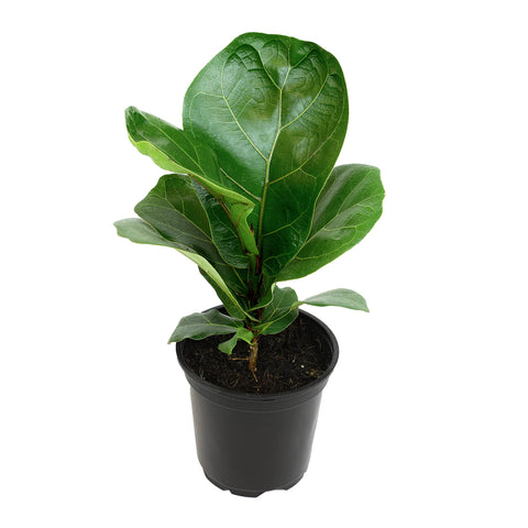 Plants for Pets fiddle-leaf fig tree in pot with broad leaves for bright living room decor