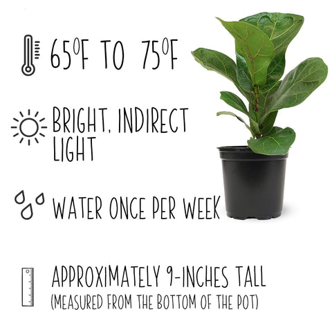 Plants for Pets fig tree in planter patio view for outdoor-inspired interiors