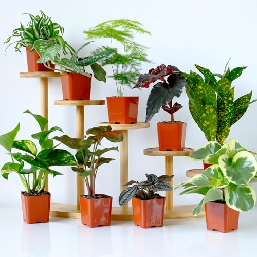 Plants for Pets Fittonia Vibrant Pink Mini for bright accent foliage.