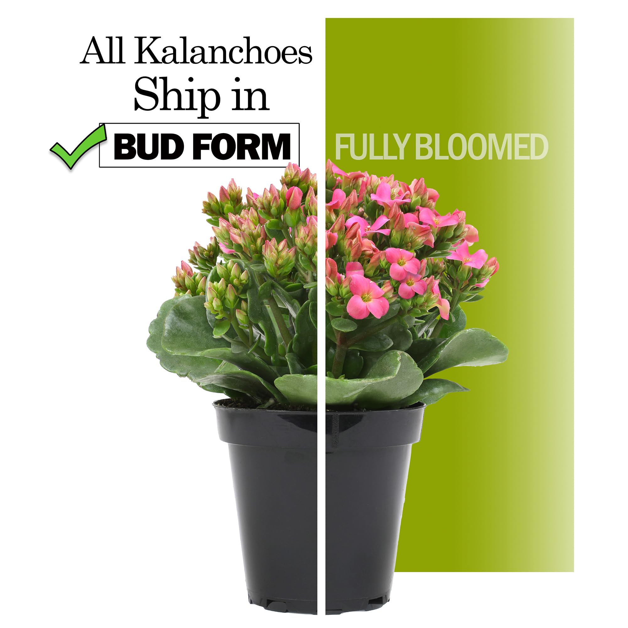 Plants for Pets Florist Kalanchoe 7-inch-tall plants arrive ready to brighten rooms