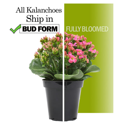 Plants for Pets Florist Kalanchoe 7-inch-tall plants arrive ready to brighten rooms