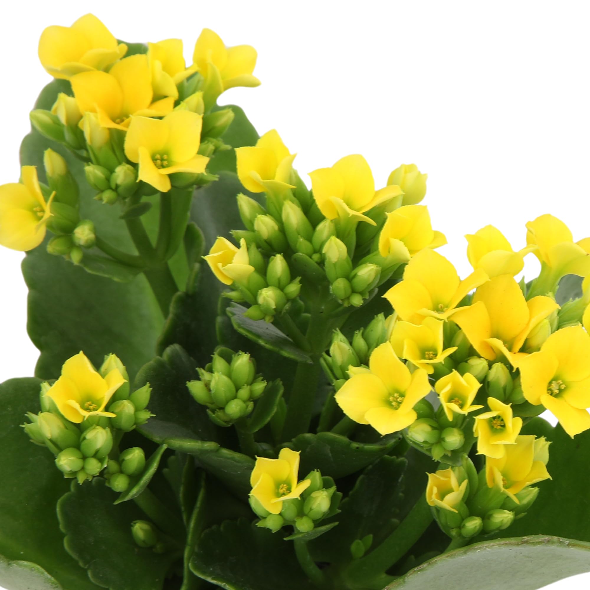 Plants for Pets Florist Kalanchoe flowering kalanchoe thrives with bright indirect light