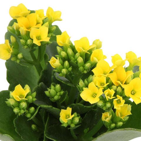 Plants for Pets Florist Kalanchoe flowering kalanchoe thrives with bright indirect light