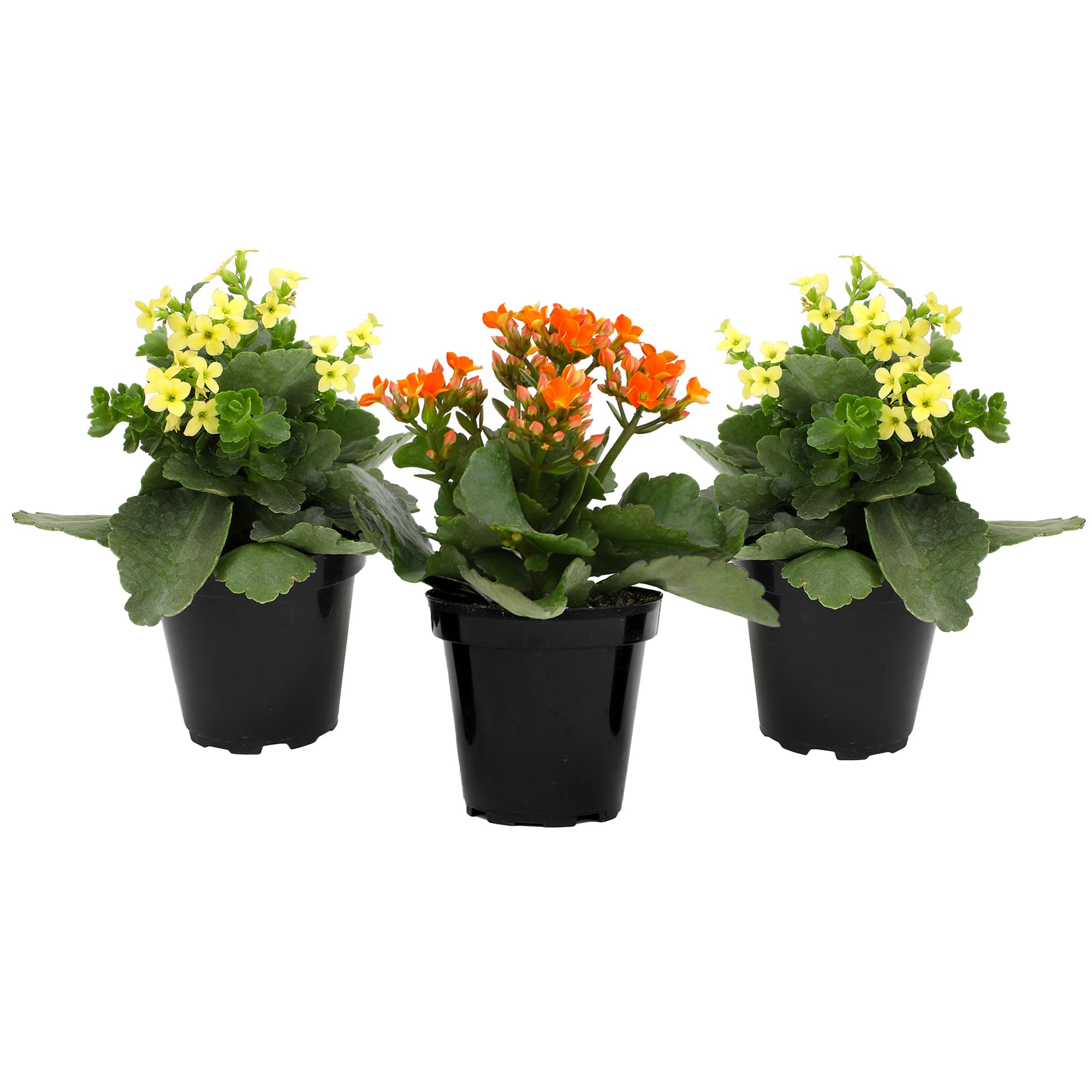Plants for Pets Florist Kalanchoe long-lasting blooms enhance home color and mood