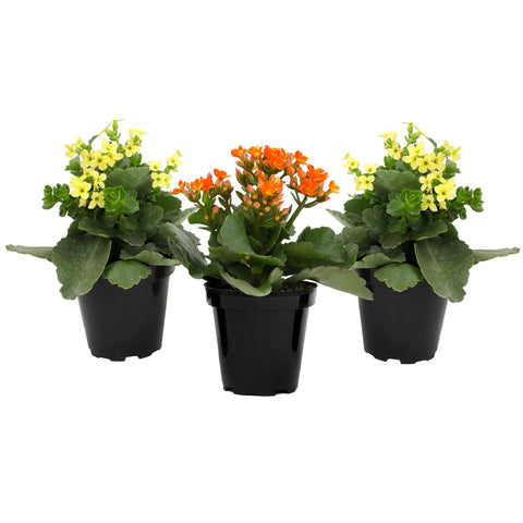 Plants for Pets Florist Kalanchoe long-lasting blooms enhance home color and mood