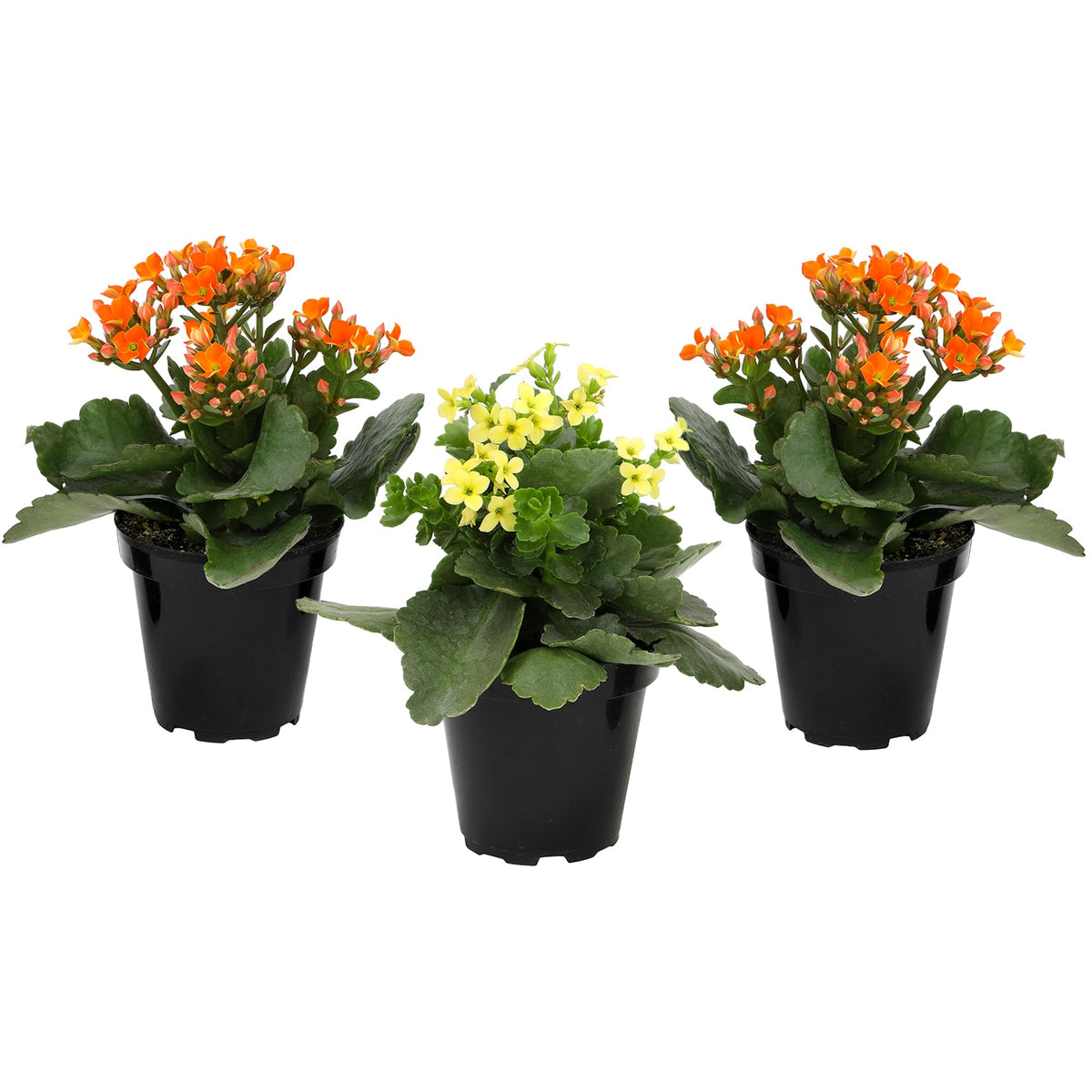 Plants for Pets Florist Kalanchoe orange bloom in pot offers vibrant color for living spaces