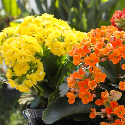 Plants for Pets Florist Kalanchoe red bloom close-up highlights durable, low-water care