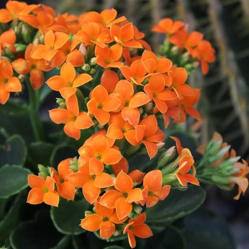 Plants for Pets Florist Kalanchoe three-pack arrangement showcases easy care and year-round color