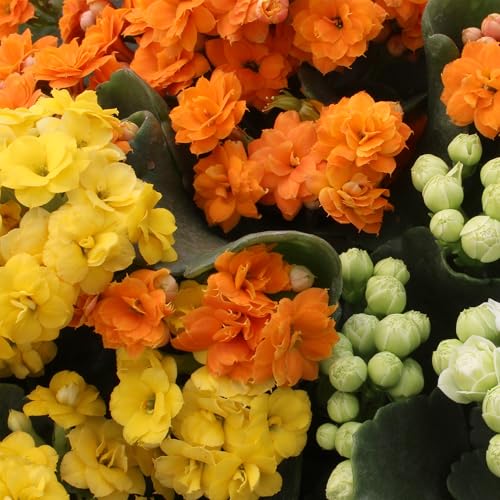 Plants for Pets Florist Kalanchoe yellow bloom in compact pot brightens desks