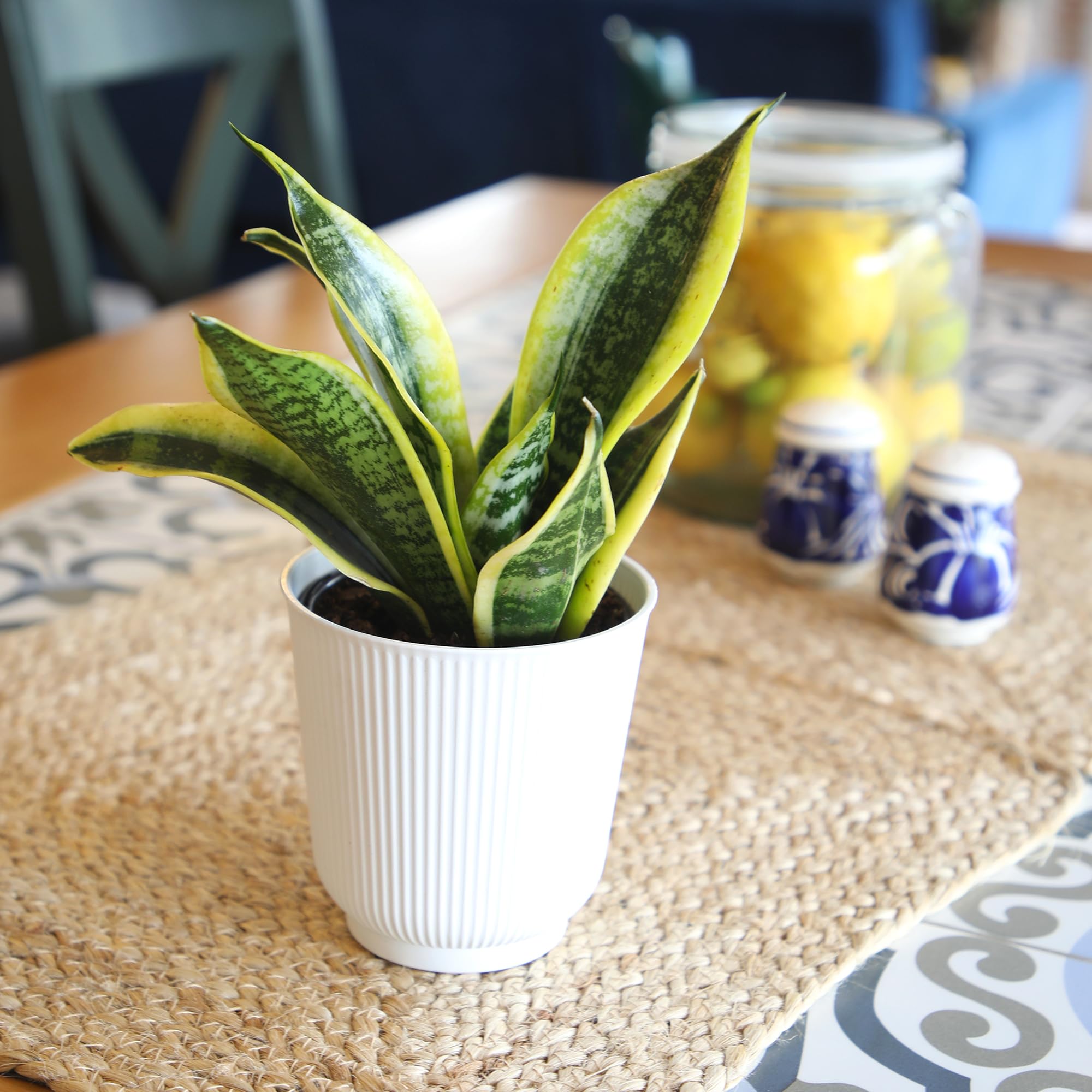 Plants for Pets ideal for porches and patios with other houseplants.