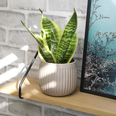 Plants for Pets delivered in a 4 inch grower pot.