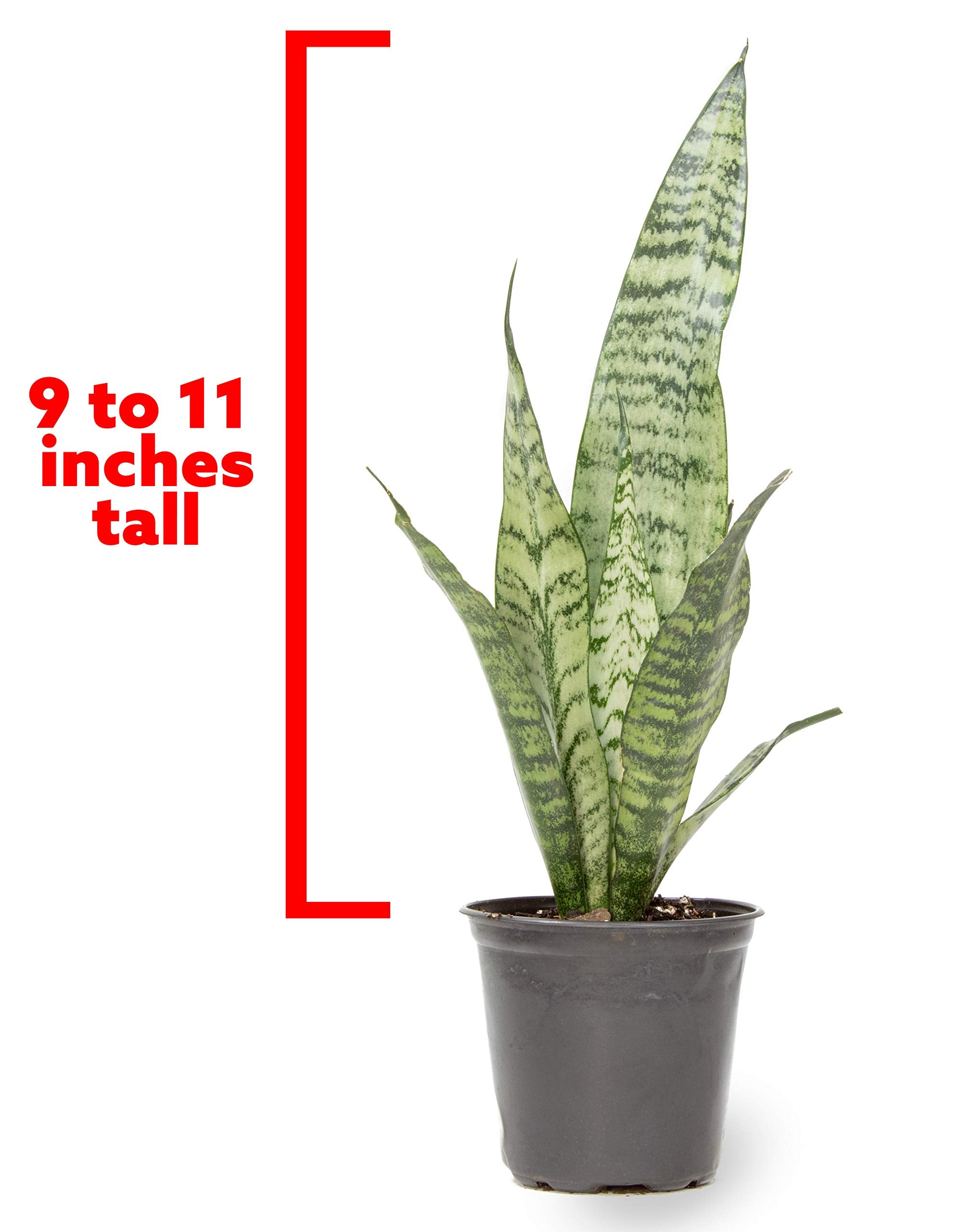 Plants for Pets Fully rooted snake plant in a 4-inch pot.
