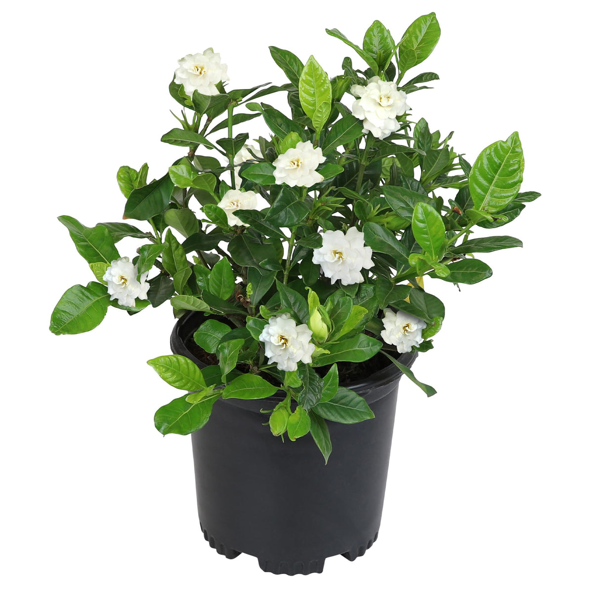 Plants for Pets Gardenia August Beauty bloom highlights fragrance for outdoor spaces.