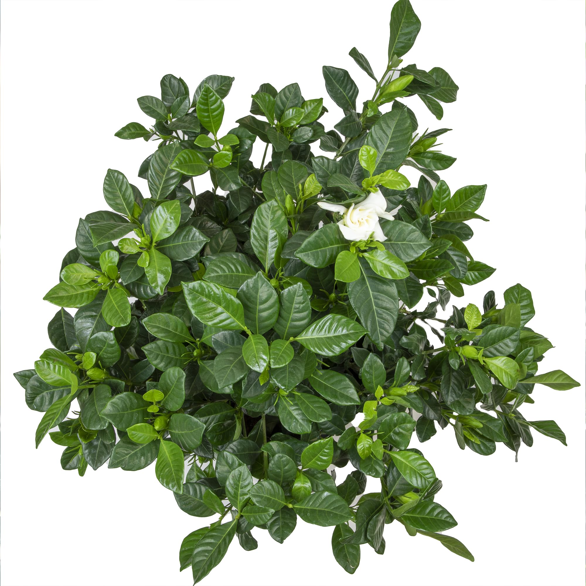 Plants for Pets Gardenia August Beauty adds fragrance to garden borders.