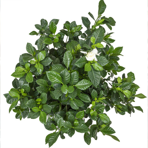 Plants for Pets Gardenia August Beauty adds fragrance to garden borders.