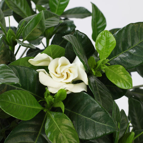Plants for Pets Gardenia August Beauty is winter-hardy to zone 8 broad appeal.