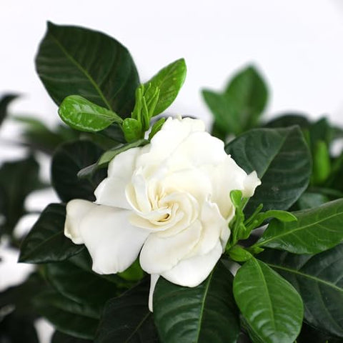Plants for Pets Gardenia August Beauty container-friendly bloom for dramatic patios.