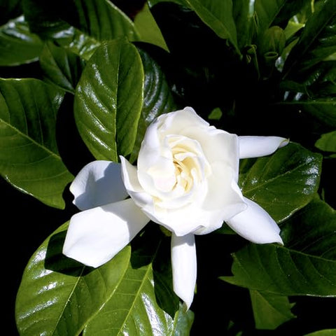 Plants for Pets Gardenia August Beauty fragrance wafts through patios and gardens.