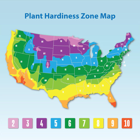 Plants for Pets Gardenia hedge-ready plant creates privacy with aromatic blooms.