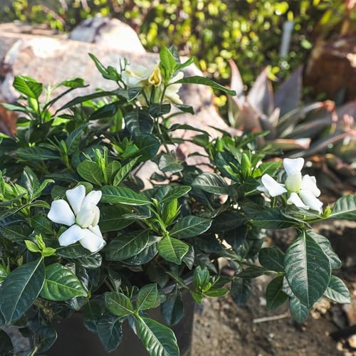 Plants for Pets Gardenia leaves shimmer glossy, adding year-round greenery.