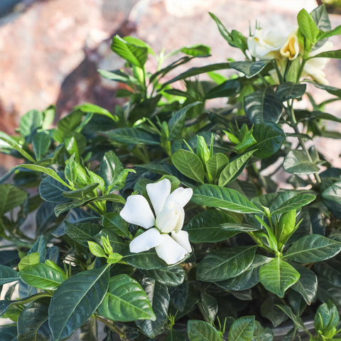 Plants for Pets Gardenia August Beauty bursts in spring with creamy-yellow aging flowers.