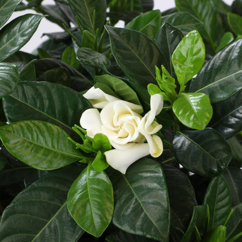 Plants for Pets Gardenia August Beauty spring bloom brightens borders.