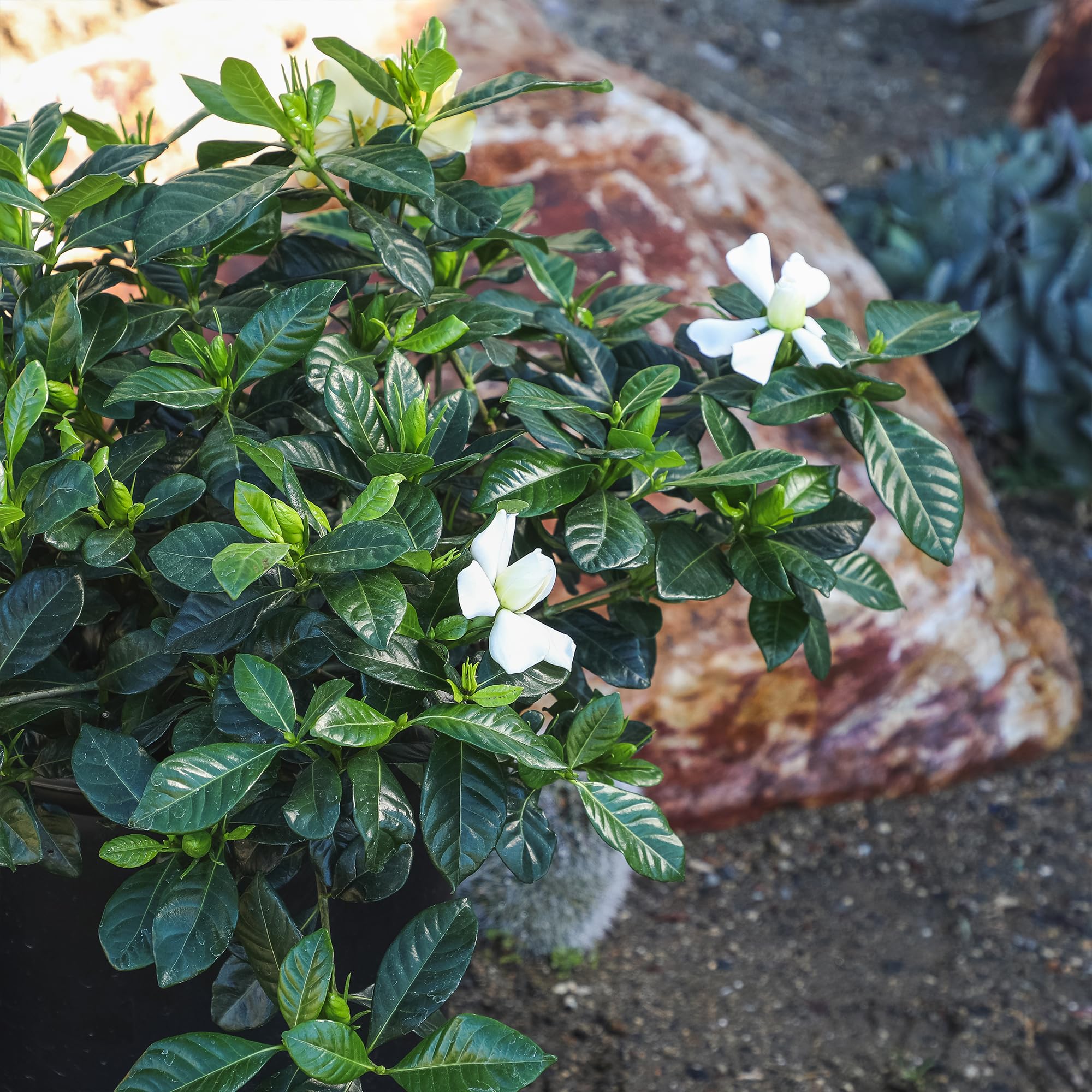 Plants for Pets Gardenia August Beauty needs rich soil and deep soakings.