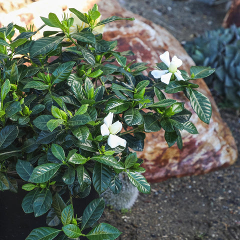 Plants for Pets Gardenia August Beauty needs rich soil and deep soakings.
