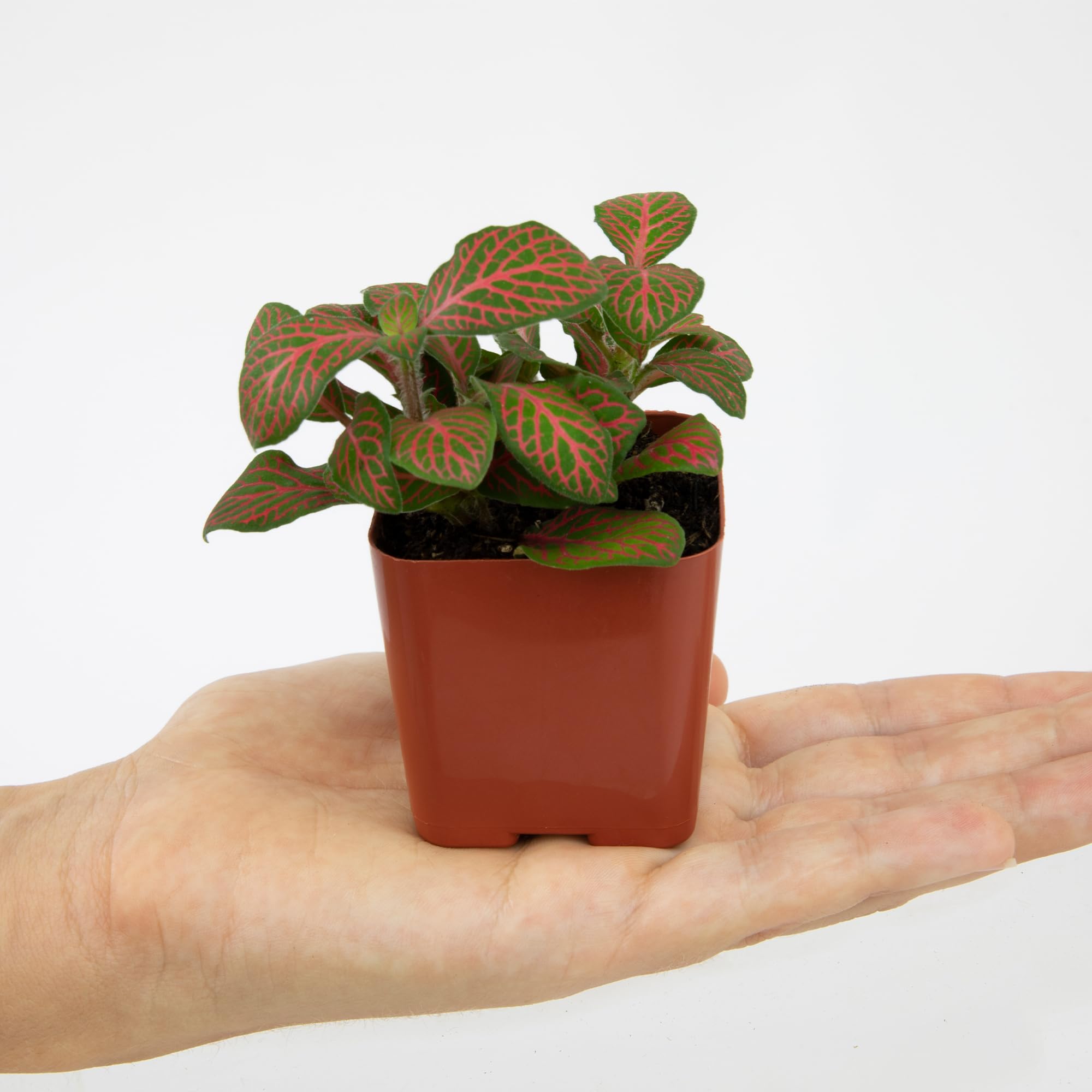 Plants for Pets ideal for desks, shelves, and terrariums.