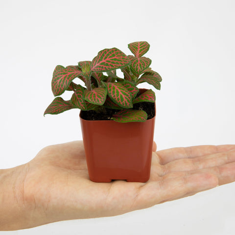 Plants for Pets ideal for desks, shelves, and terrariums.
