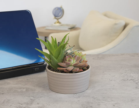 Plants for Pets glazed 5.5-inch taupe planter highlights a modern indoor display.