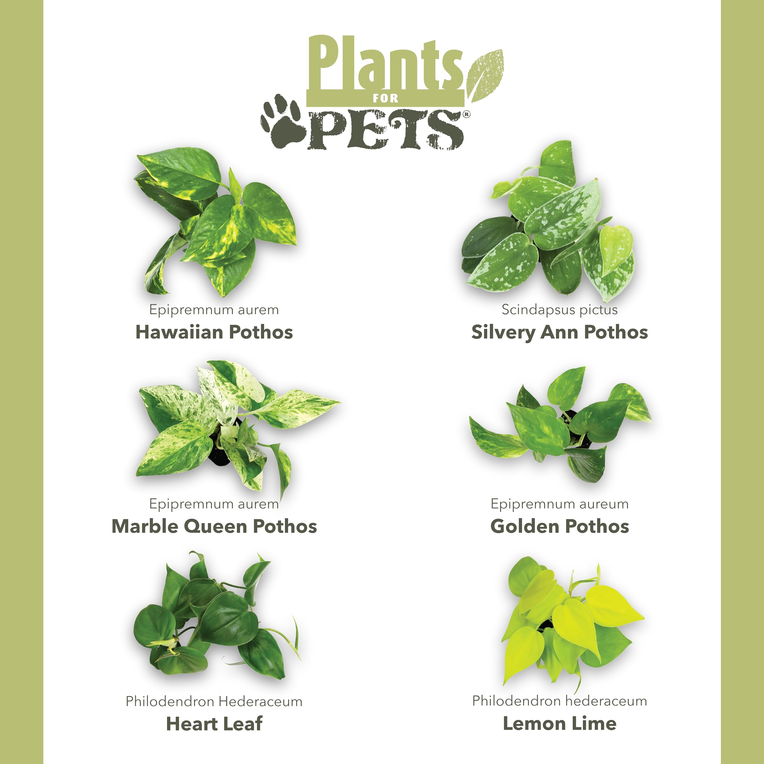 Golden pothos adds warm color and easy trailing decor.