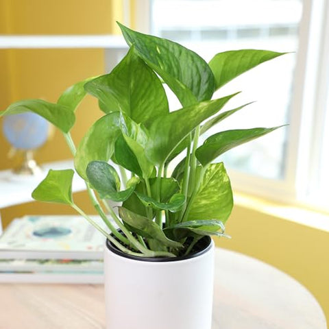Plants for Pets Golden Pothos in 4-inch pot ready to brighten your living space.